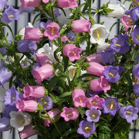 Champion Pro Mix, (F1) Campanula Seeds